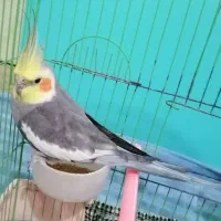 عروس هلندی|پرنده|آق قلا, |دیوار