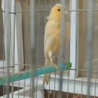 قناری|پرنده|دهلران, |دیوار