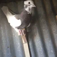 کبوتر شهری وببهانی