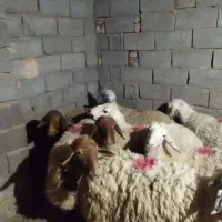 ۸ راس میش داشتی آبستن|حیوانات مزرعه|سبزوار, قصبه شرقی|دیوار