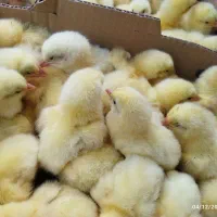 جوجه گوشتی نژاد راس ۳۰۵