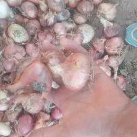 پیاز محلی|خوردنی و آشامیدنی|افشار, |دیوار