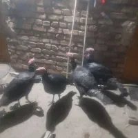 بوقلمو نرحراج فروش فوری|حیوانات مزرعه|هامون, |دیوار