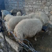 تعدادی قوچ،بز با بزغاله، شک، بزغاله، بز خشک|حیوانات مزرعه|هندمینی, |دیوار