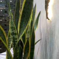 ۹۰مترچندقدم وکیل اباد_ویومعرکه، اول لادن خیابان پهن