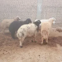 بره نر    تکی و جمله    شوش دانیال|حیوانات مزرعه|شوش, |دیوار