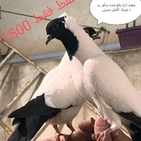 کبوتر .پرشی،پرستویی آلمانی وارداتی،ساکسون بخارا|پرنده|قدس, شهر‌قدس|دیوار