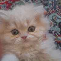 بچه گربه|گربه|کرمانشاه, |دیوار