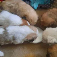 سگ اسپانیل تبتی|سگ|قم, صفائیه|دیوار