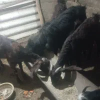 بز بزغاله|حیوانات مزرعه|سیدآباد, |دیوار