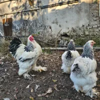 جوجه برهما لایت