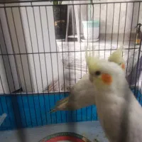 عروس هلندی جوجه|پرنده|تهران, تهرانپارس غربی|دیوار