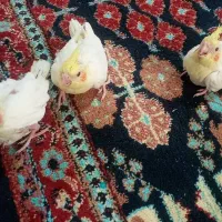 جوجه عروس هلندی سرلاکی|پرنده|گالیکش, |دیوار