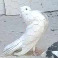 جفت کبوتر خال گردن اسبی