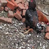 20 عدد مرغ لاری وخومالی و یک خروس لاری