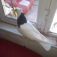 کبوتر|پرنده|اردبیل, |دیوار