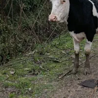 گاو لیشه سیمینتال