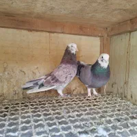 کفتر کبوتر|پرنده|مشکین‌دشت, |دیوار