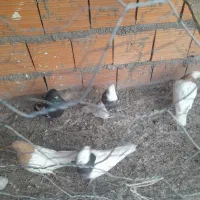 کبوتر|پرنده|شیروان (خراسان), |دیوار