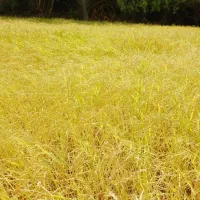 فروش کوییک