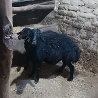 شیشک با بره نر|حیوانات مزرعه|شاهین دژ, |دیوار