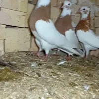 کفتر طوقی و عرب|پرنده|بکتاش, |دیوار