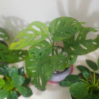 پنیرسوییسی.میکانز.برکین