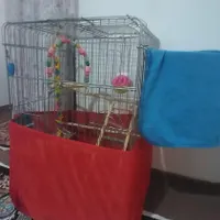 یه جفت عروس هلندیه نرماده باقفس|پرنده|هشتگرد, |دیوار