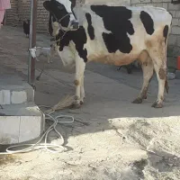 گاو. تلیسه ابستن