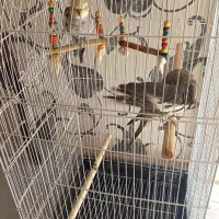 یک جفت عروس خوشگل آماده تخم گذاری