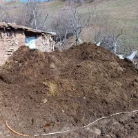 کود حیوانی .درجه یک