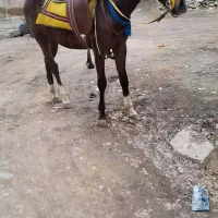 اسب یورقه|اسب و تجهیزات اسب‌سواری|سنندج, |دیوار