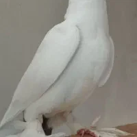 کبوتر، کفتر، پرنده، قوش
