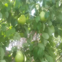 باغ گل محمدی و درختان میوه|فروش دفتر صنعتی، کشاورزی، تجاری|برزک, |دیوار