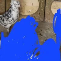 کبوتر
