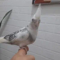 ۵ تا جوجه عروس هلندی سرلاکی معاوضه باملنگو