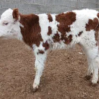 گوساله نر سیمنتال جنس