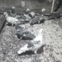 ۷تامسافتی پرشی بزک سبز|پرنده|سیمکان, |دیوار