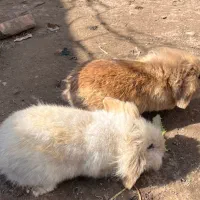 خرگوش لوپ|موش و خرگوش|رشت, کوی غلام نیا|دیوار