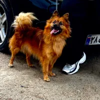 فروش سگ|سگ|میاندوآب, |دیوار