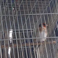 سهره چهارگل