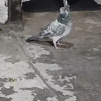 کفتر یا کبوتر