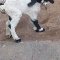 گوسفند|حیوانات مزرعه|نیشابور, حسین آباد جدید|دیوار