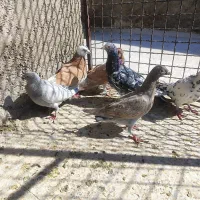 کبوتر کله کنی|پرنده|شیراز, کوزه گری|دیوار