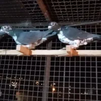 بزک سینه سفید