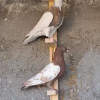 کبوتر کله آبی سینه ای طوقی تهرانی