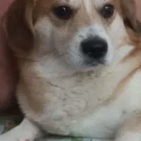 سگ پاکوتاه و مهربون