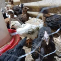 جوجه مرغ خروس بلدرچین|حیوانات مزرعه|کرج, اخترآباد|دیوار