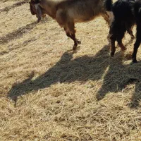 فروش بز نر نژاد دوقلو سه قلو زا|حیوانات مزرعه|قزوین, |دیوار