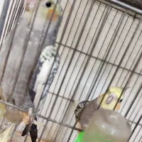 جفت عروس هلندی نر و ماده|پرنده|شیراز, شاهچراغ|دیوار